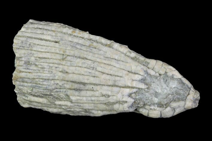 Hylodecrinus Crinoid Fossil - Crawfordsville, Indiana #94485